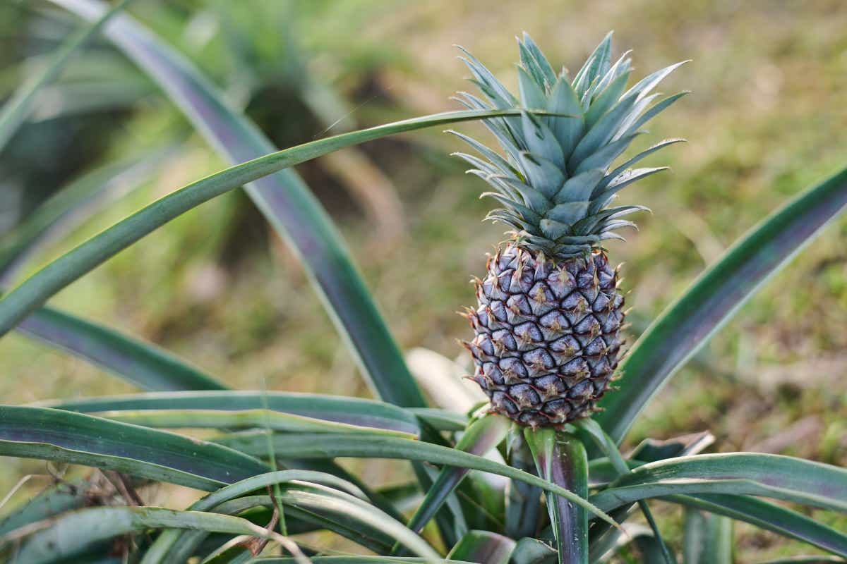 マレーシアのボルネオ島への親子キャンプ旅