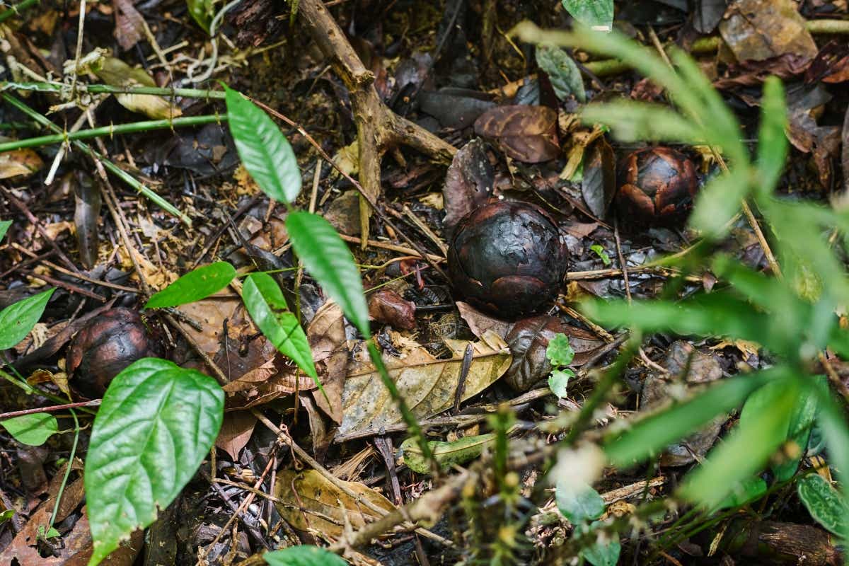 マレーシアのボルネオ島への親子キャンプ旅