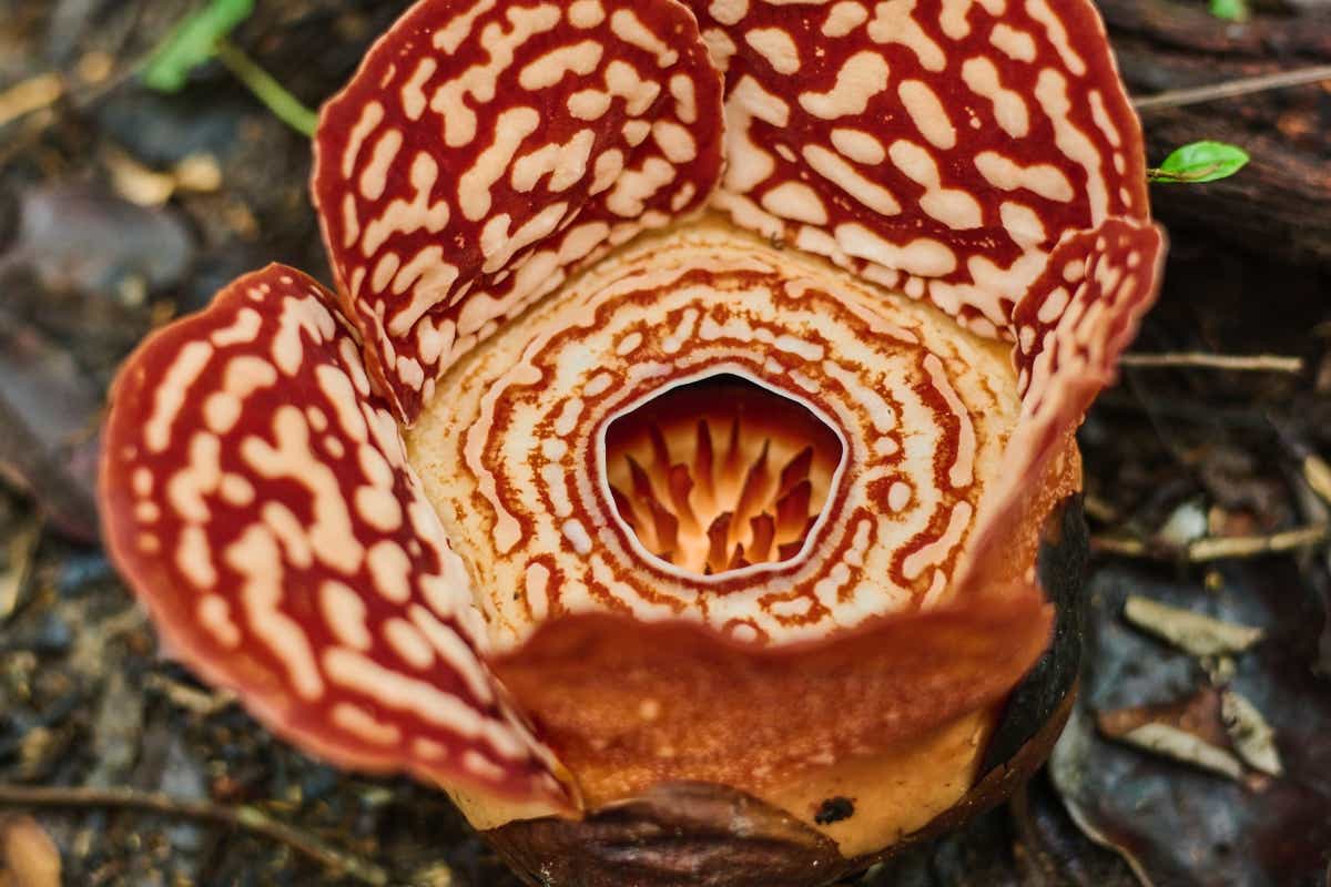 マレーシアのボルネオ島への親子キャンプ旅