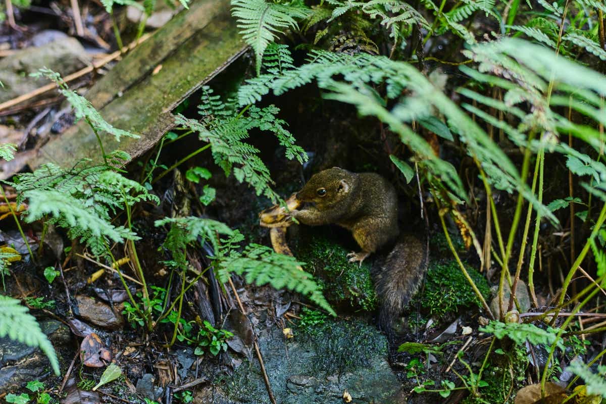 マレーシアのボルネオ島への親子キャンプ旅