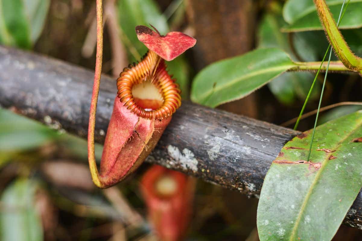 マレーシアのボルネオ島への親子キャンプ旅