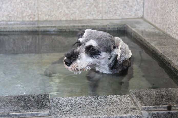 スパ・ドッグズラン秩父
