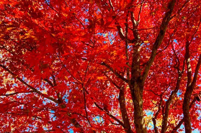 赤く紅葉する紅葉