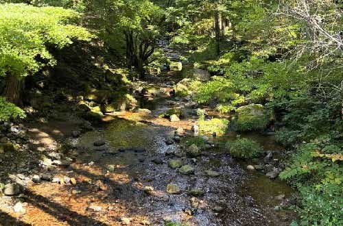 雰囲気抜群の林間サイト。ハンモック泊もOK