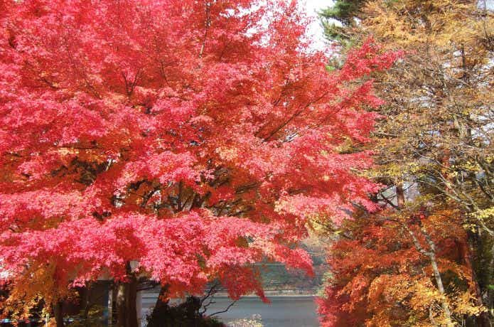 紅葉台キャンプ場の紅葉