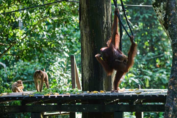 大人のオランウータンや赤ちゃんのオランウータンがいる