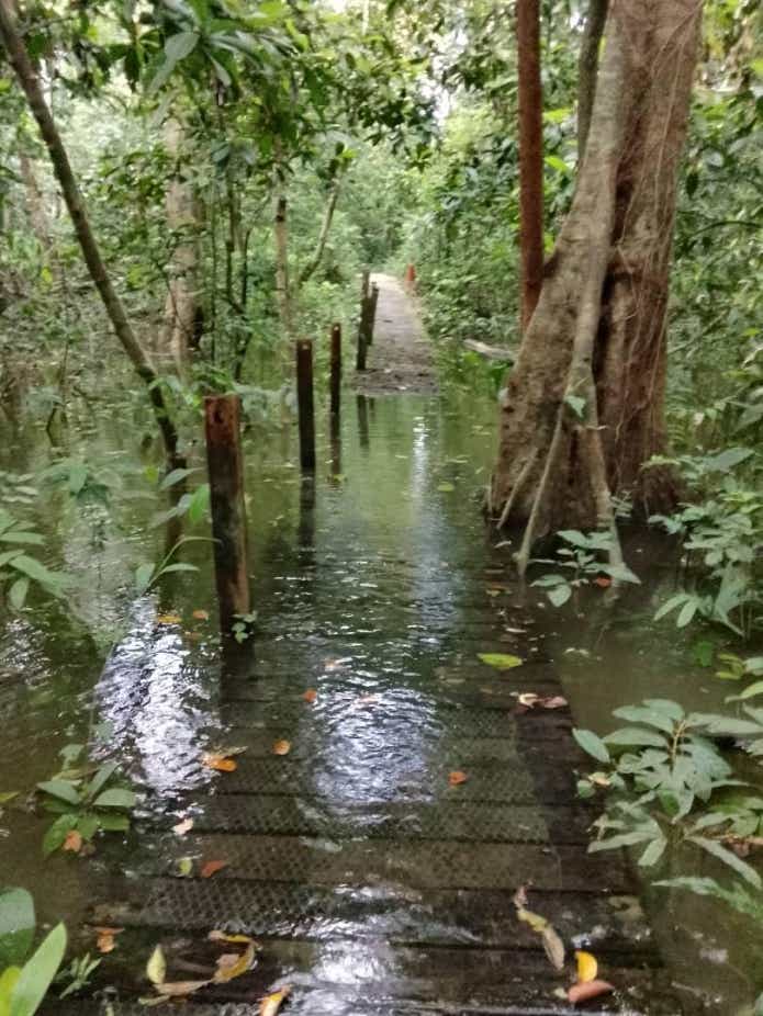 ジャングルのキャンプ場の管理人から送られた写真