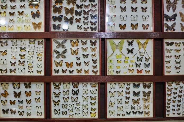 昆虫標本が物凄い数で圧巻だ