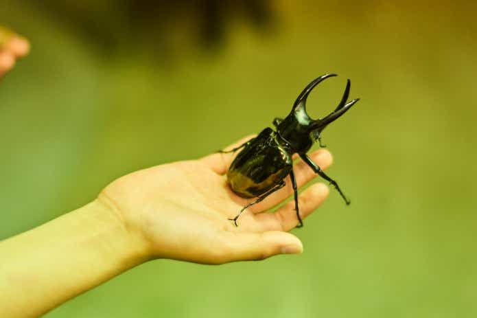 大迫力のウォーレンカンプオオカブト