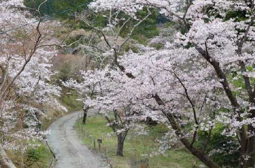 温泉・コンビニ・道の駅など周辺施設が充実。ソロ専用フリーサイトあり