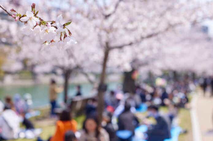 お花見