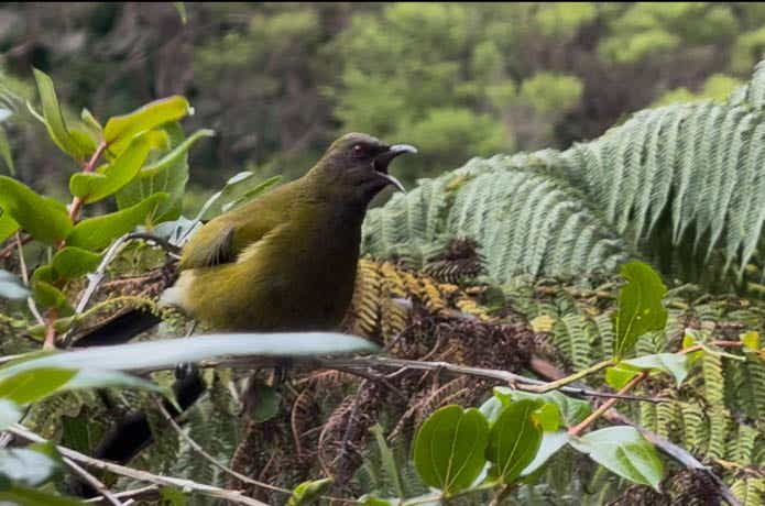 ニュージーランド固有種ベルバード