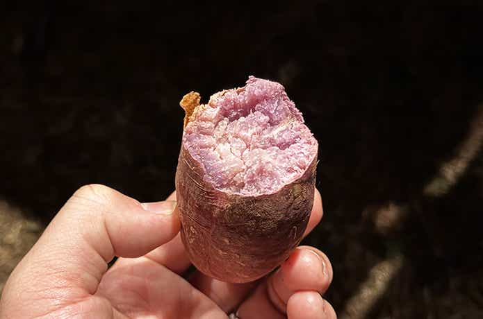 いもやききやっくんDXで作った紫芋の焼き芋