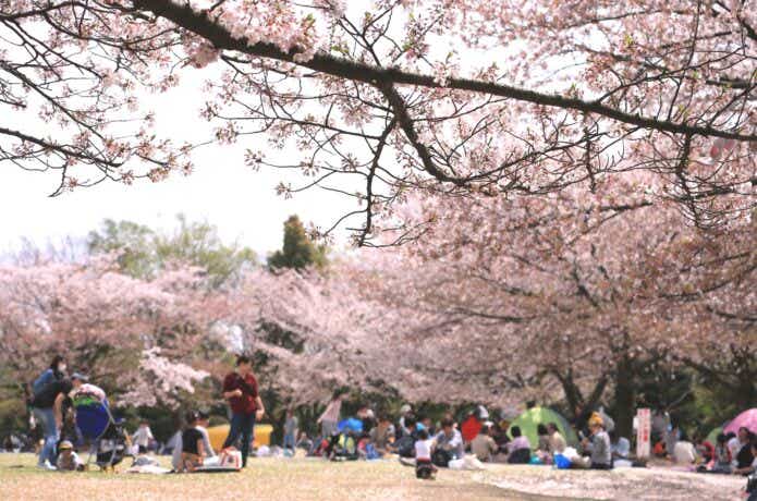 お花見シーン_PIXTA