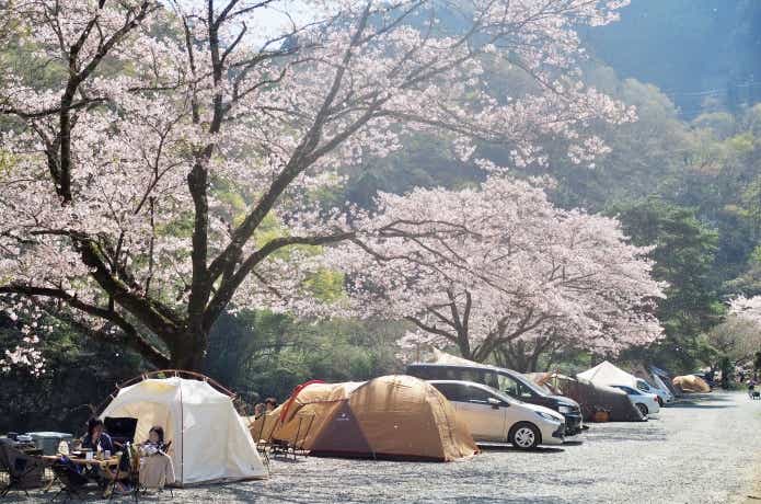 花見キャンプ