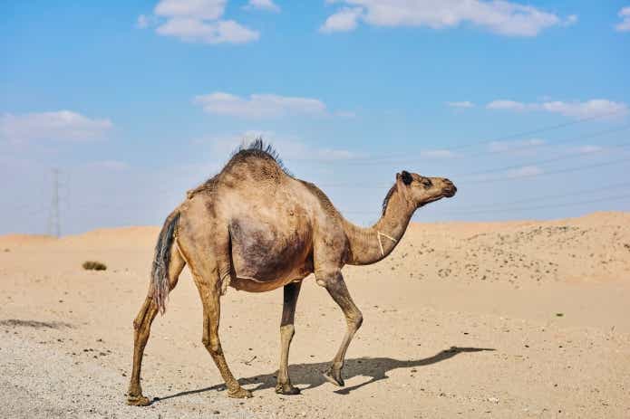 父と子でエジプトキャンプ