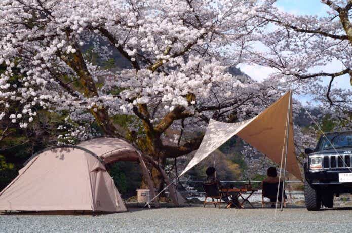 春キャンプ　桜とテント