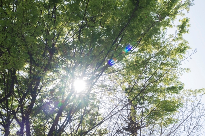 木漏れ日のイメージ