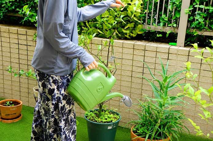 水やり時に楽天の名もなきパーカーを着用